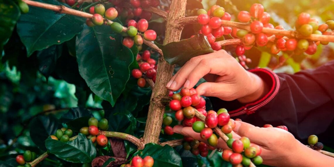 coffee-cafe-graos-1140x570