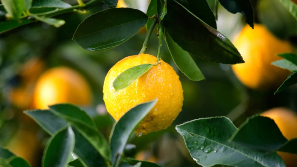laranja-42358