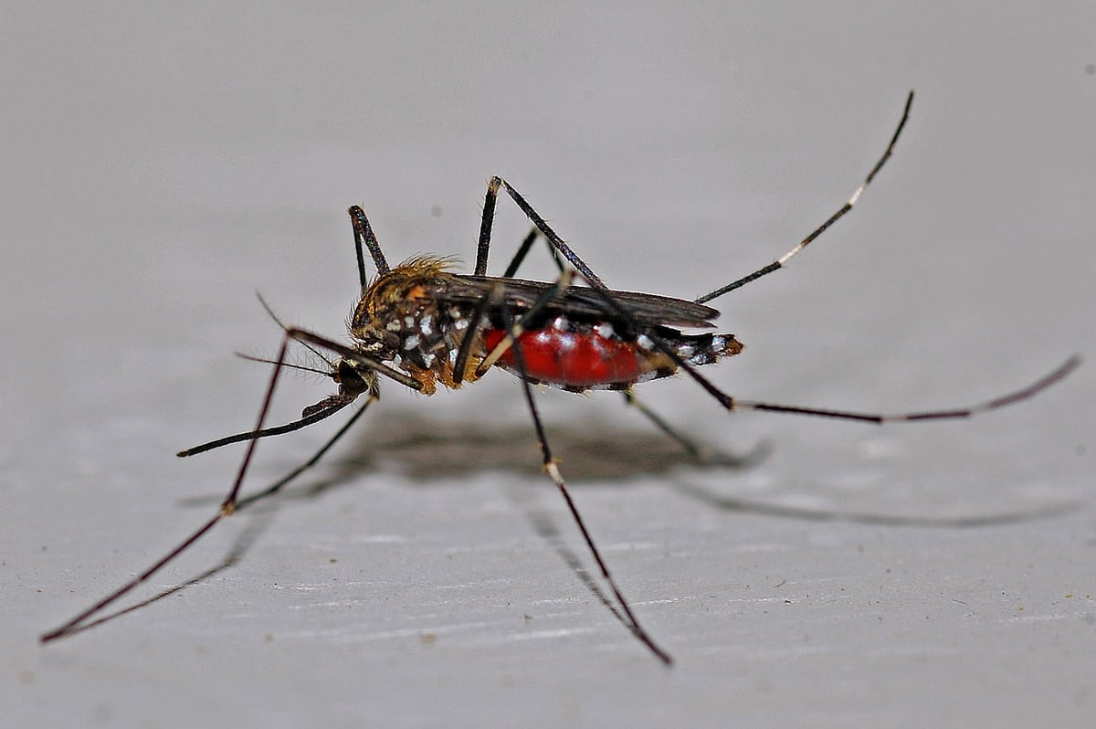 mosquito-dengue-562066_1280