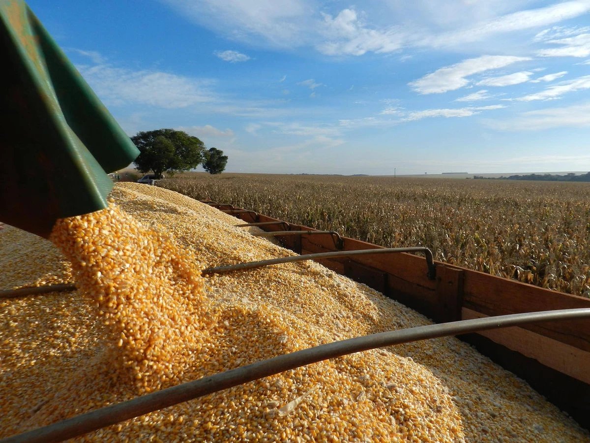 economia-safra-agricola-agricultura-ibge-1714199007