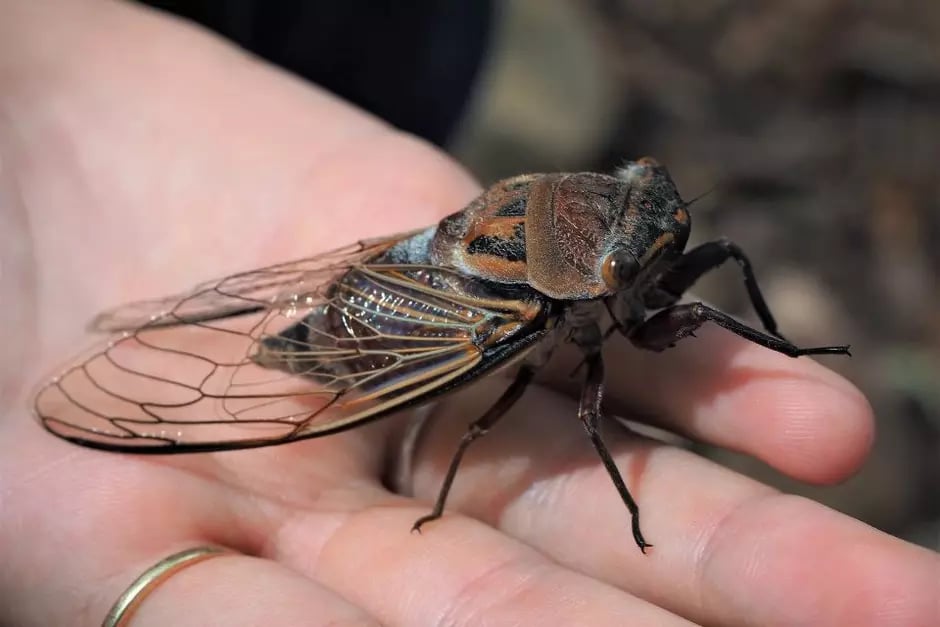cigarras-(2)-ubryd8seatdl