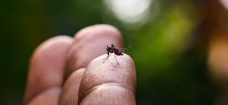dengue-231815
