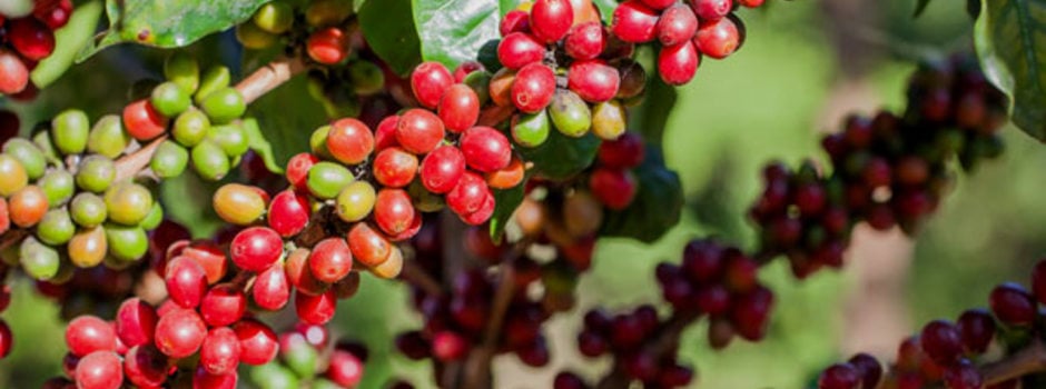 thumbnail_Cafe_lavoura