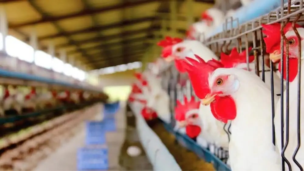 galinha-frango-235985