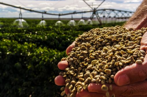 cafe-cafeicultura-6438