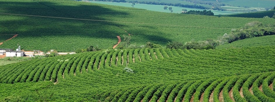 cafezal_foto_-_Alexandre_Soares_Emater-MG