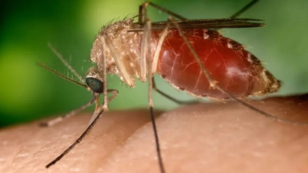 dengue-mosquito-3469