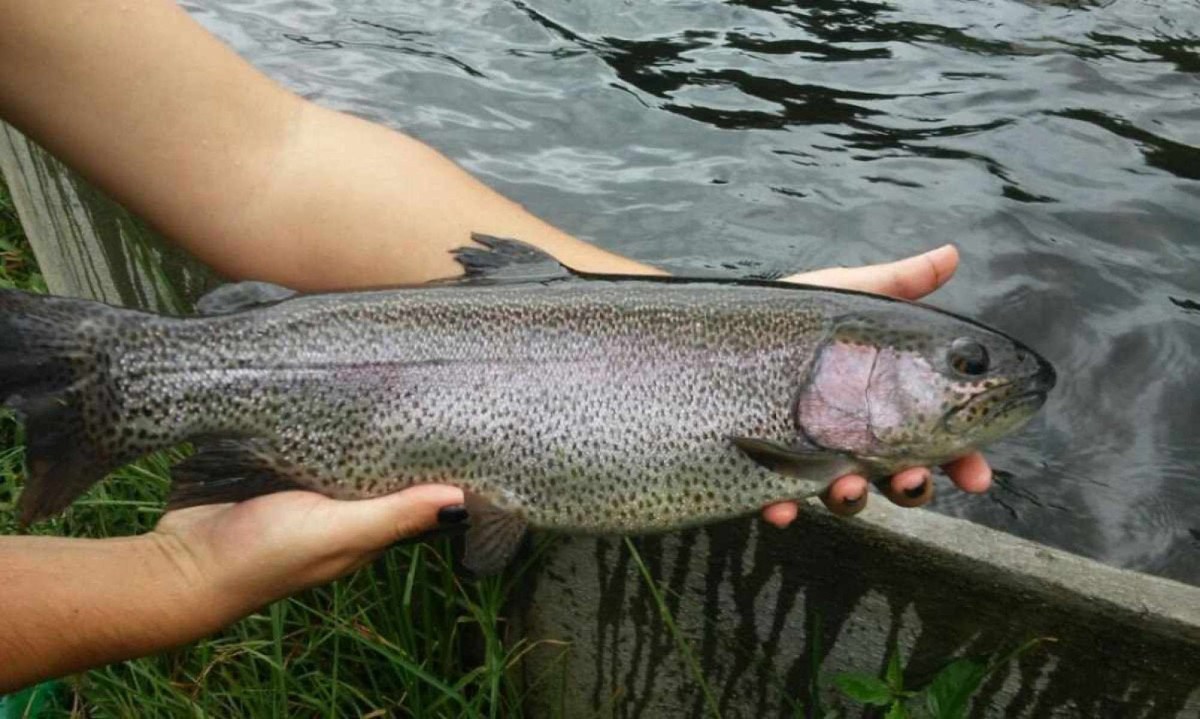 1_peixe_tuta-38342804