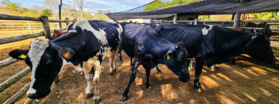 20250814_161913Acorte