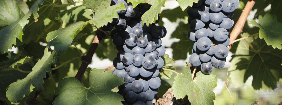 Uva_para_vinho_-_Samantha_Mapa_-_Epamig