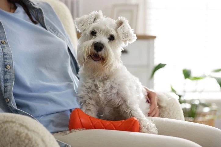 cao-cachorro-8307833fe29e646f