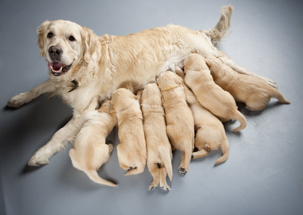 Female,Dog,Of,Golden,Retriever,With,Puppies