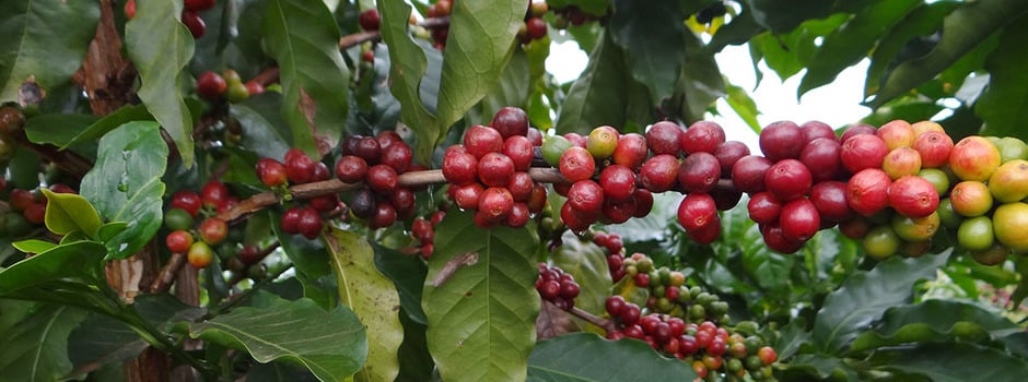 Cafe_Divulgação_Seapa