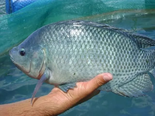 tilapia-zootecnia