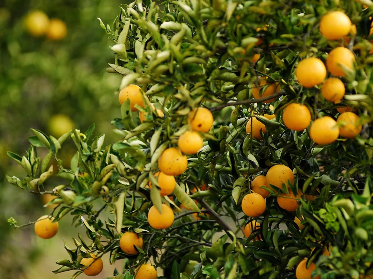 laranja-3258