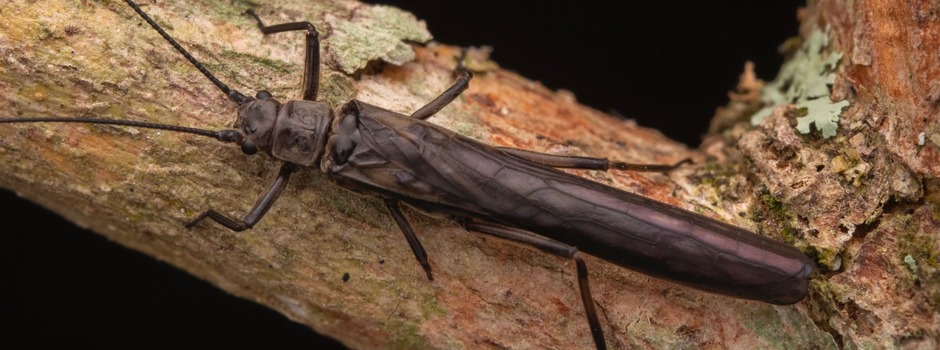 Guaranyperla_puri_Frederico_Falcão_Salles__(3)