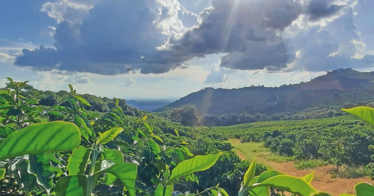 fazenda-cafeeira-varginha-cafe-coffee-cafeicultura-5
