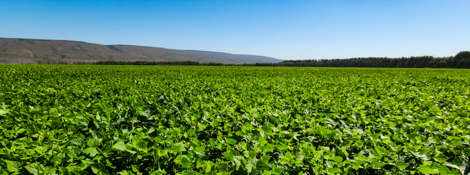 campo-safra-graos-agro-3258