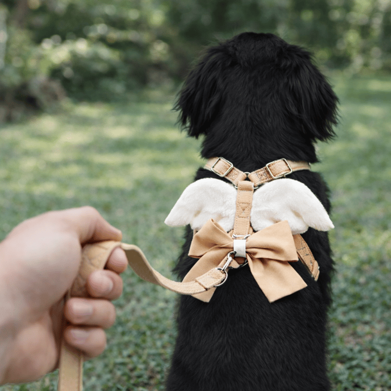 Peitoral Para Cachorro Com Asas E Laço Elegante Ajustável Tamanhos M e G