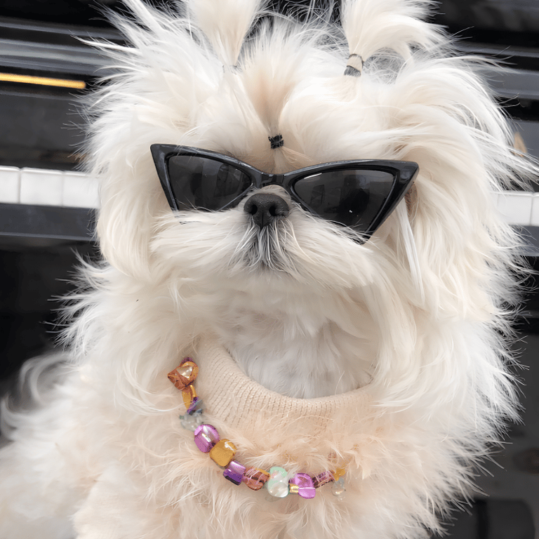 Óculos Estilo Fashion Com Lente Colorida Para Pet
