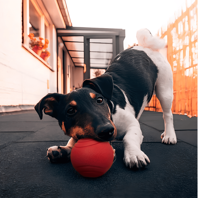 Bola Red Maciça Para Pet
