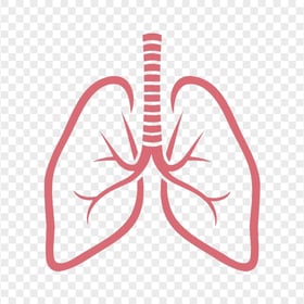 Outline Lungs Vector Respiratory System Icon