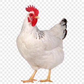 White Cute Chicken HD Transparent Background