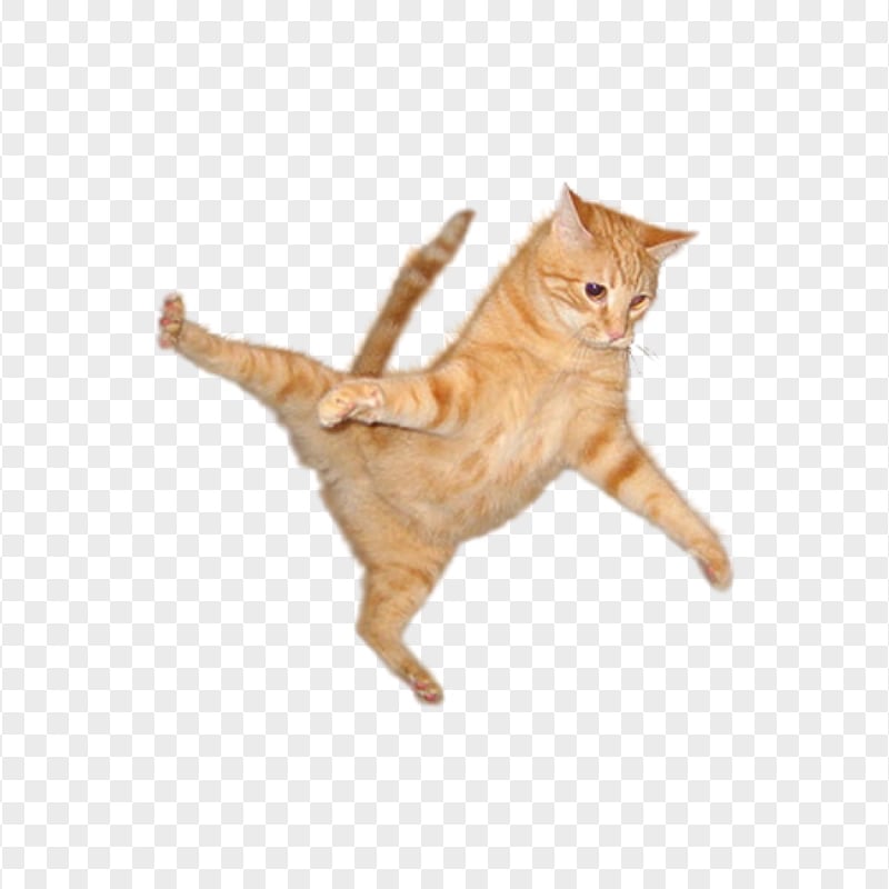 Big Orange Tabby Cat Jumping Transparent Background Citypng