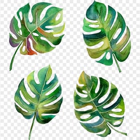 Leaf Swiss cheese plant Green Watercolor