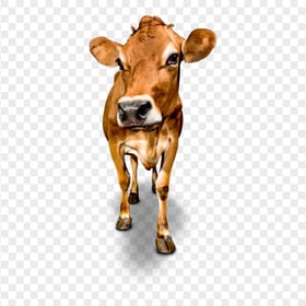 HD Dairy Cattle Cow Animal Front View PNG