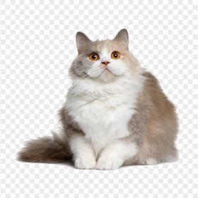 Beautiful Fluffy British Longhair Cat HD PNG