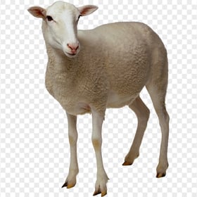 Lamb Sheep Animal Image PNG