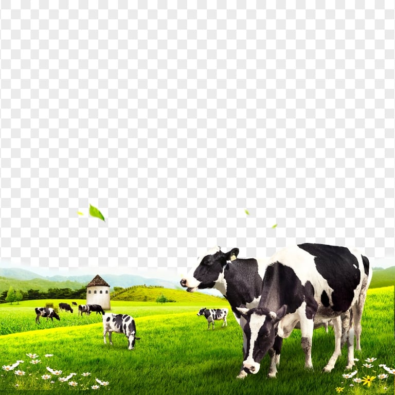 HD Dairy Cattle Cows Pasture PNG