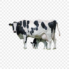 HD Real Cow And Calf Animals PNG