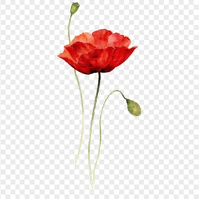 HD Red Watercolor Poppy Flower PNG