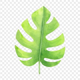 HD Green Tropical Monstera Leaf Watercolor PNG
