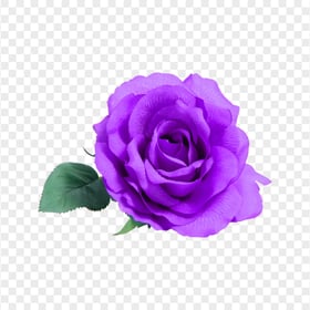 Real Purple Flower Rose With Leaf PNG Image
