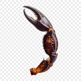 HD Scorpion Poisonous Claws Transparent Background