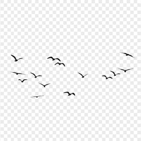 HD Black Flying Birds Transparent Background