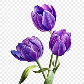 Three Watercolor Purple Tulips Flowers HD PNG