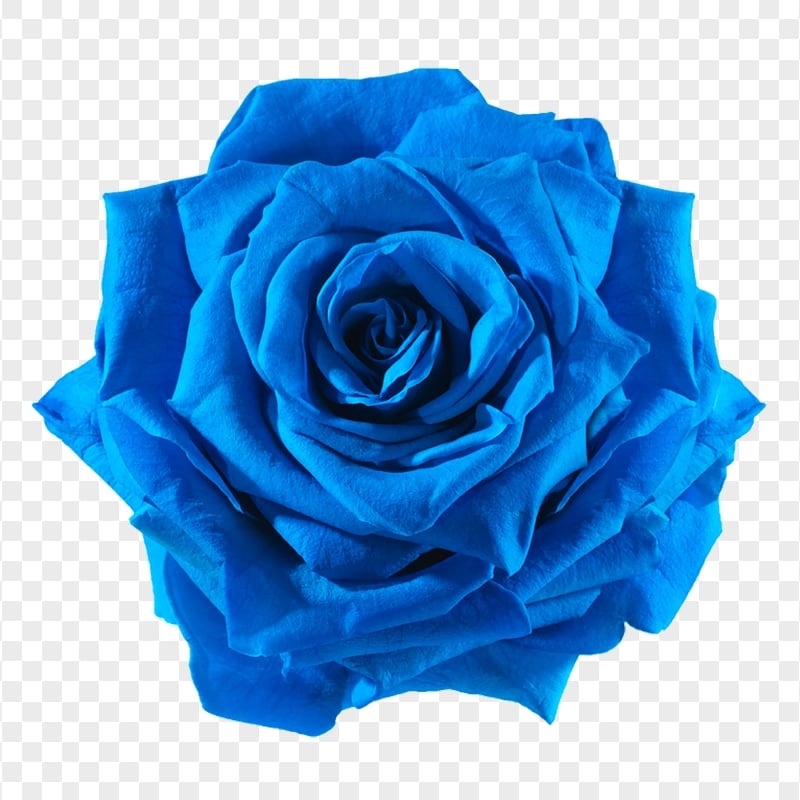 Realistic Blue Rose Flower HD PNG
