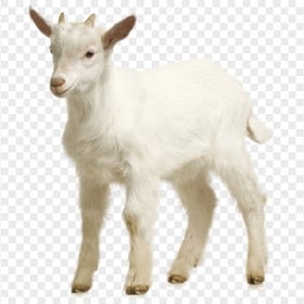 White Cute Goat Animal Image PNG