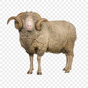HD خروف العيد Sheep With Horns PNG