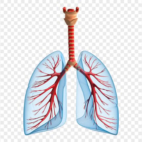 Lungs Lung Trachea Bronchus Icon Vector