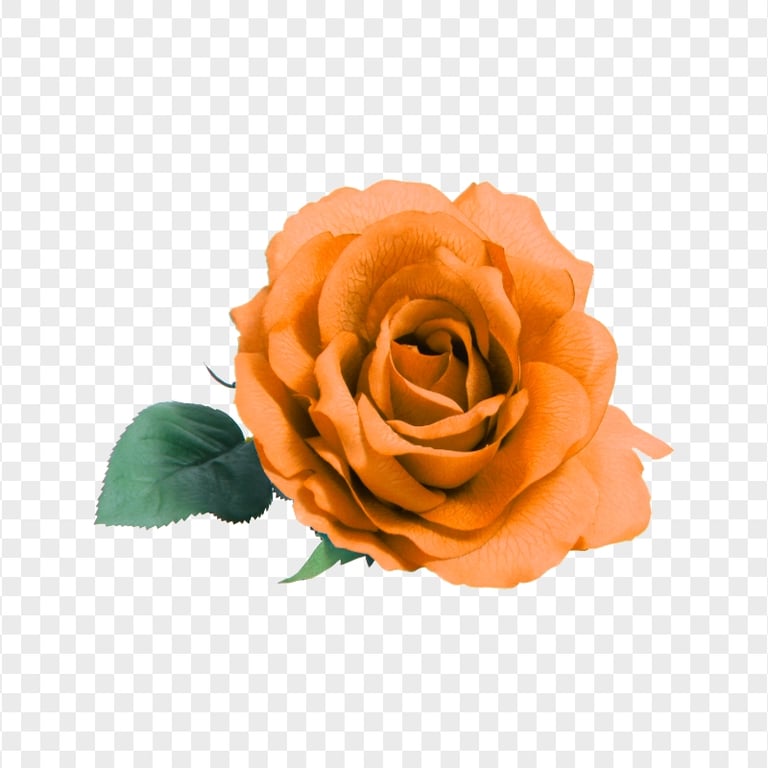 Real Orange Flower Rose Transparent Background | Citypng