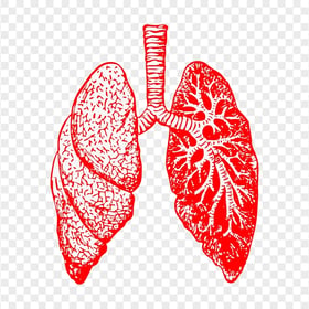 Red Drawing Lung Respiratory System Lungs Pic Icon