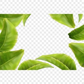 Green Tree Leaves Frame PNG
