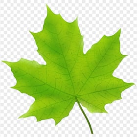 HD Green Maple Leaf Transparent Background