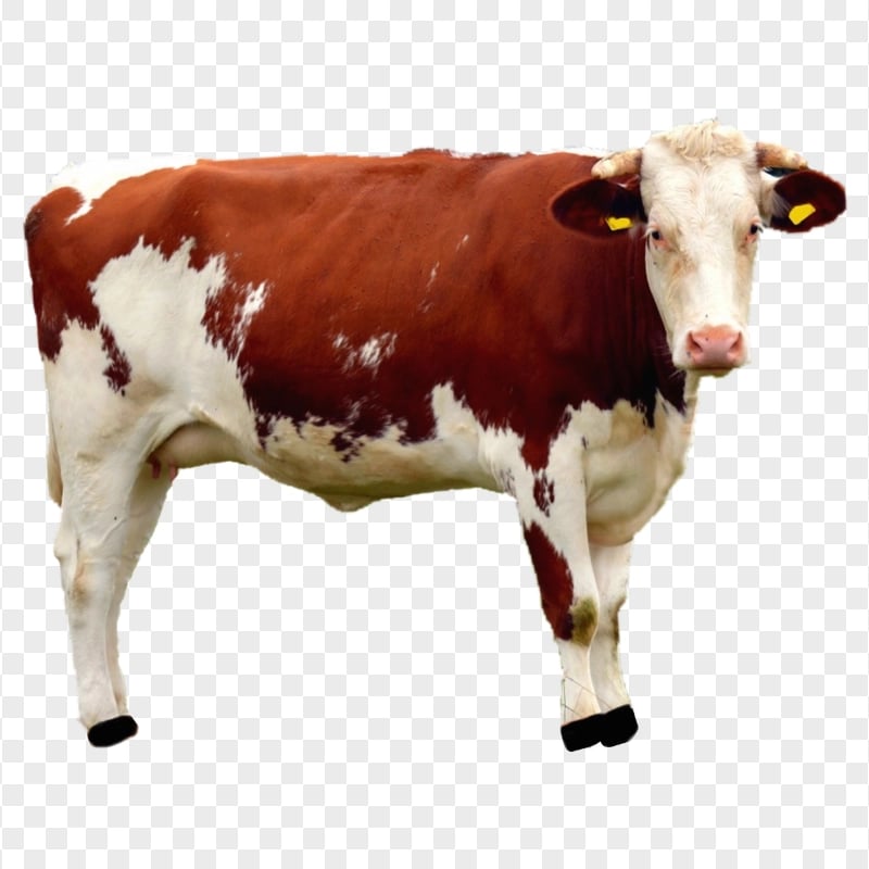 HD Guernsey Brown And White Cow PNG