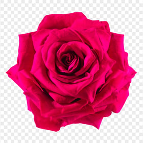 Realistic Pink Rose Flower PNG